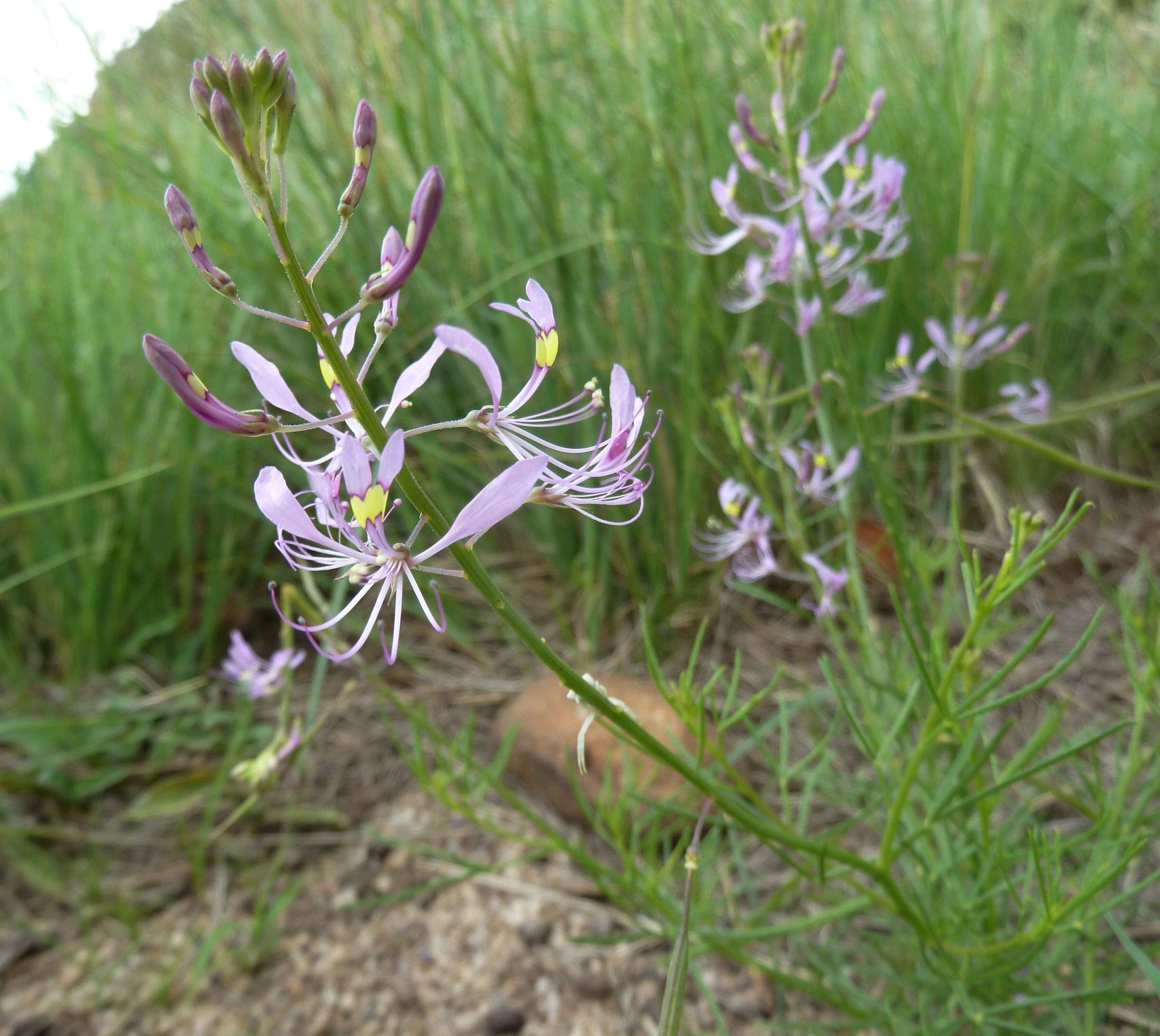 Image of Sieruela maculata (Sond.) Roalson & J. C. Hall