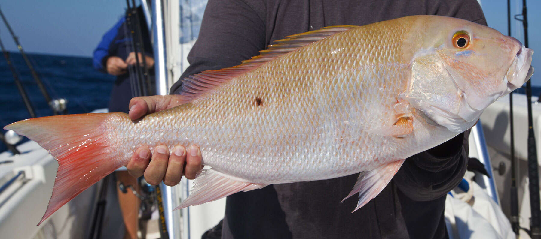 Image of Mutton Snapper