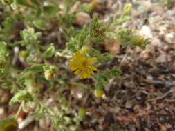 Image of Pulicaria microcephala Lange