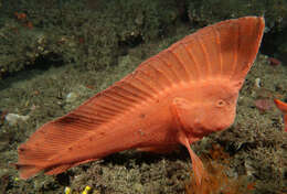 Image of Red Indian fish