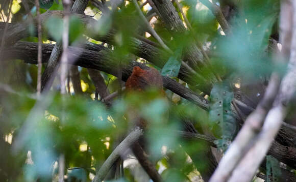 Image of Morden's Scops-owl