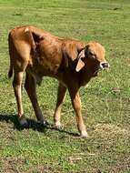 Image of zebu cattle