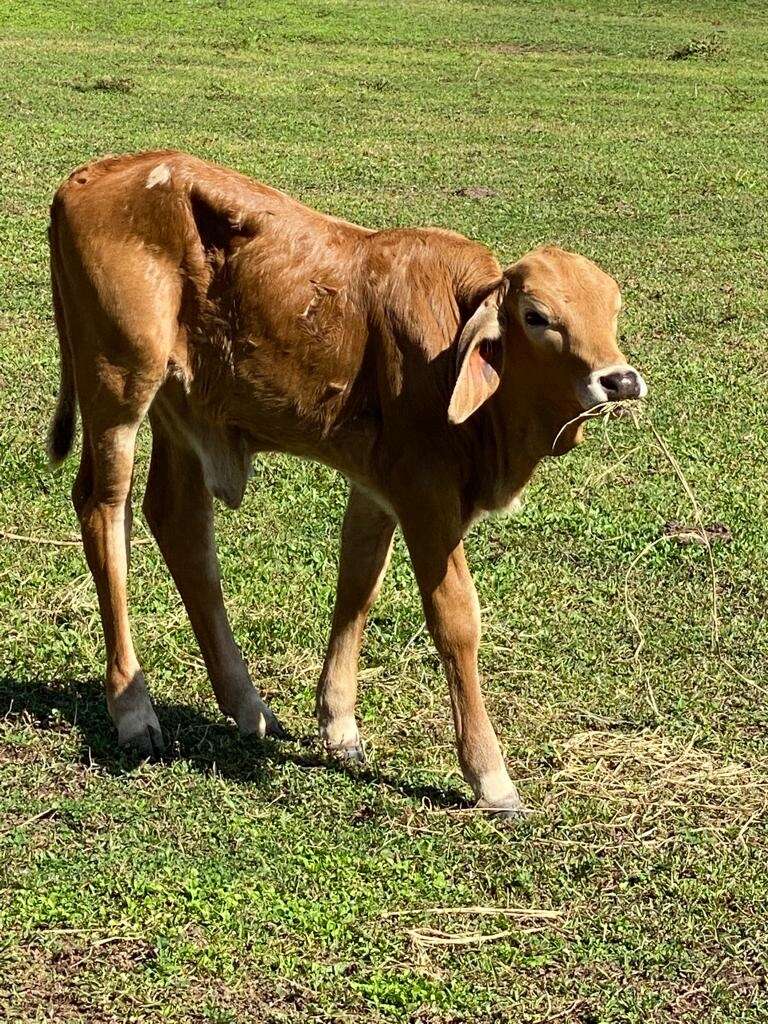 Image of zebu cattle