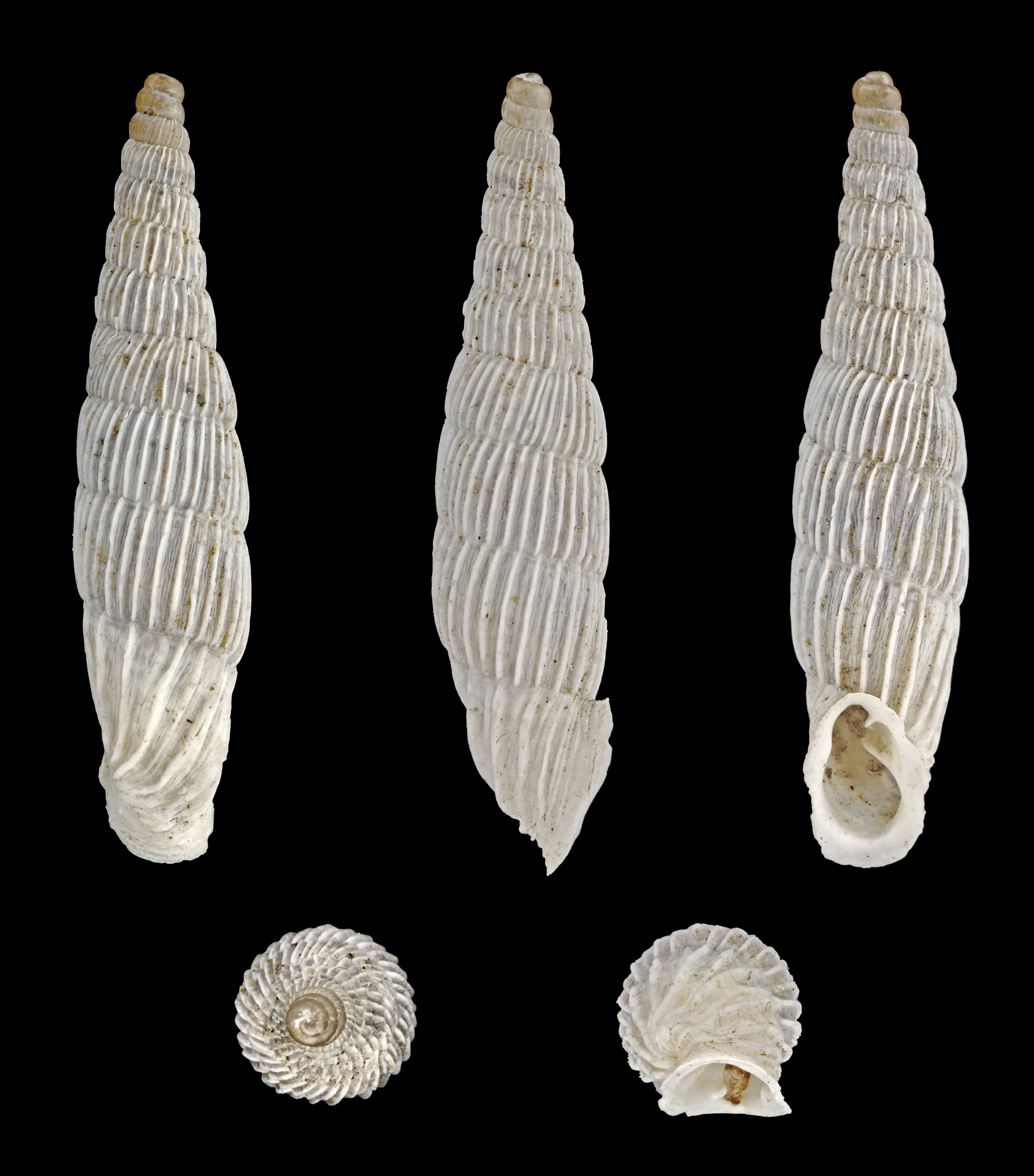 Image of Albinaria lerosiensis (L. Pfeiffer 1841)