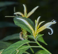 Image of Pachystachys azaleiflora (Rusby) A. L. A. Côrtes