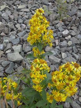 Plancia ëd Solidago virgaurea subsp. lapponica (With.) N. N. Tzvel.