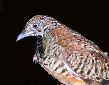 Image of Barred Buttonquail