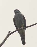 Image of Rufous-thighed Kite