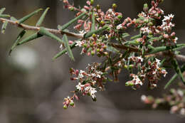 Image of Leucopogon thymifolius Lindl. ex Benth.