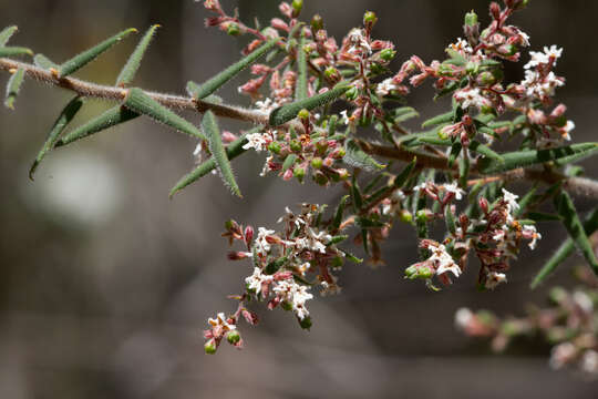 Слика од Leucopogon thymifolius Lindl. ex Benth.