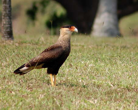 Image of Crested Caracara