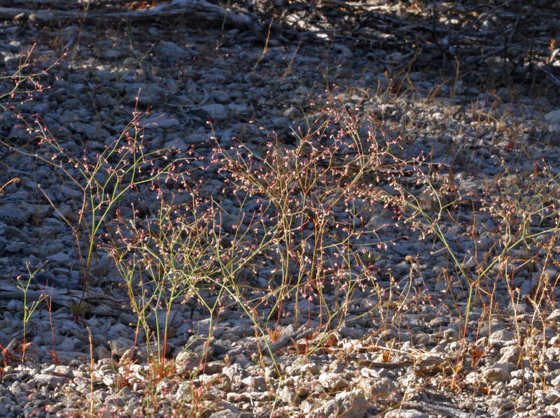 Image of narrowleaf oxytheca