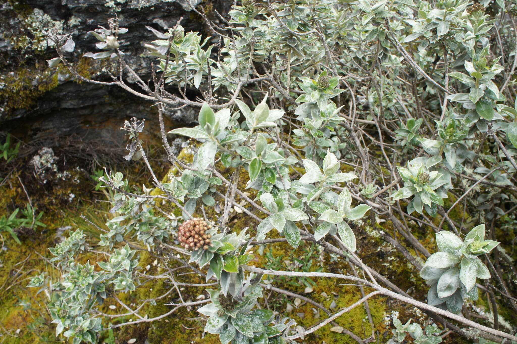 Image of Baccharis johnwurdackiana H. Robinson