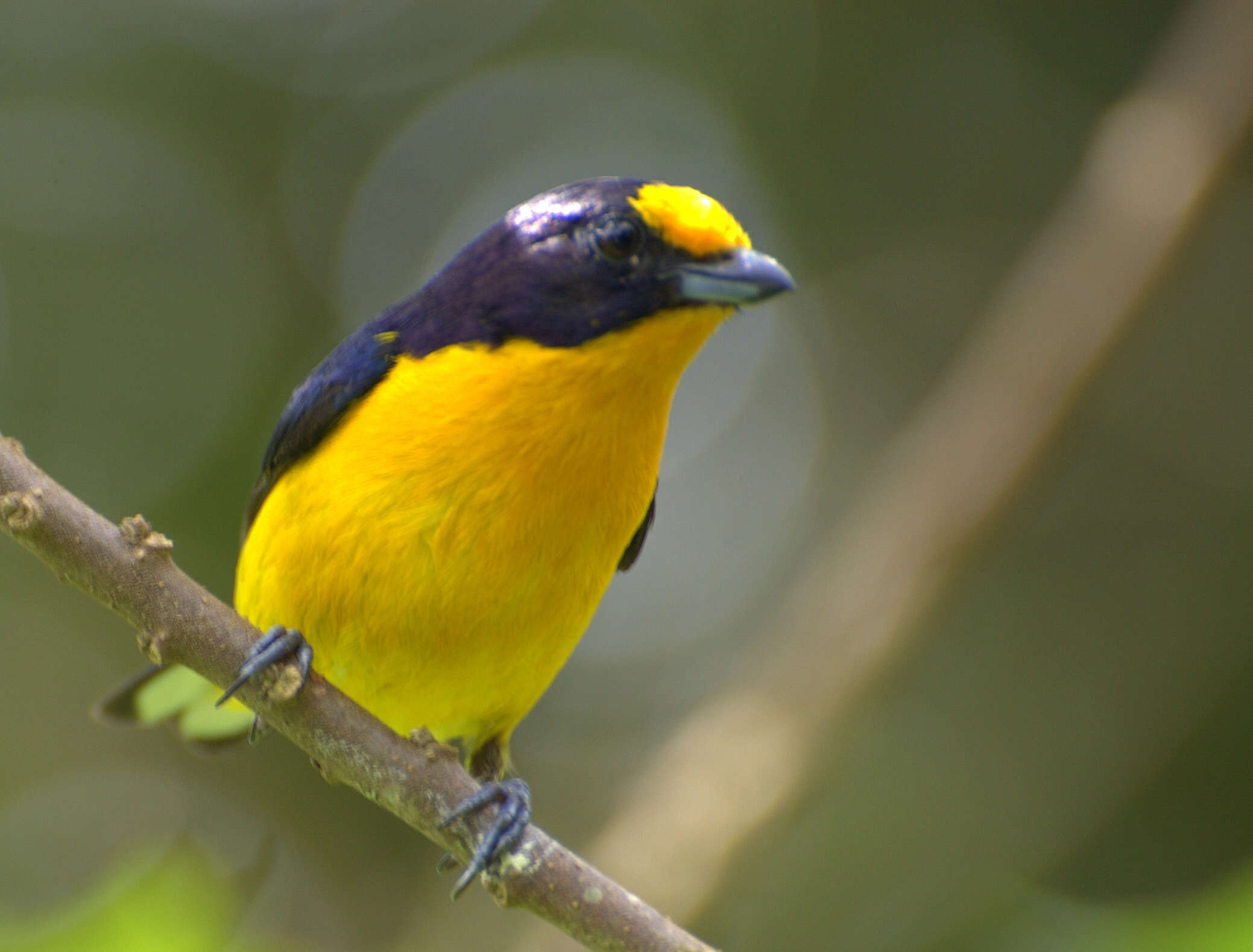 Euphonia violacea (Linnaeus 1758)的圖片