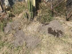 Image of pocket gopher