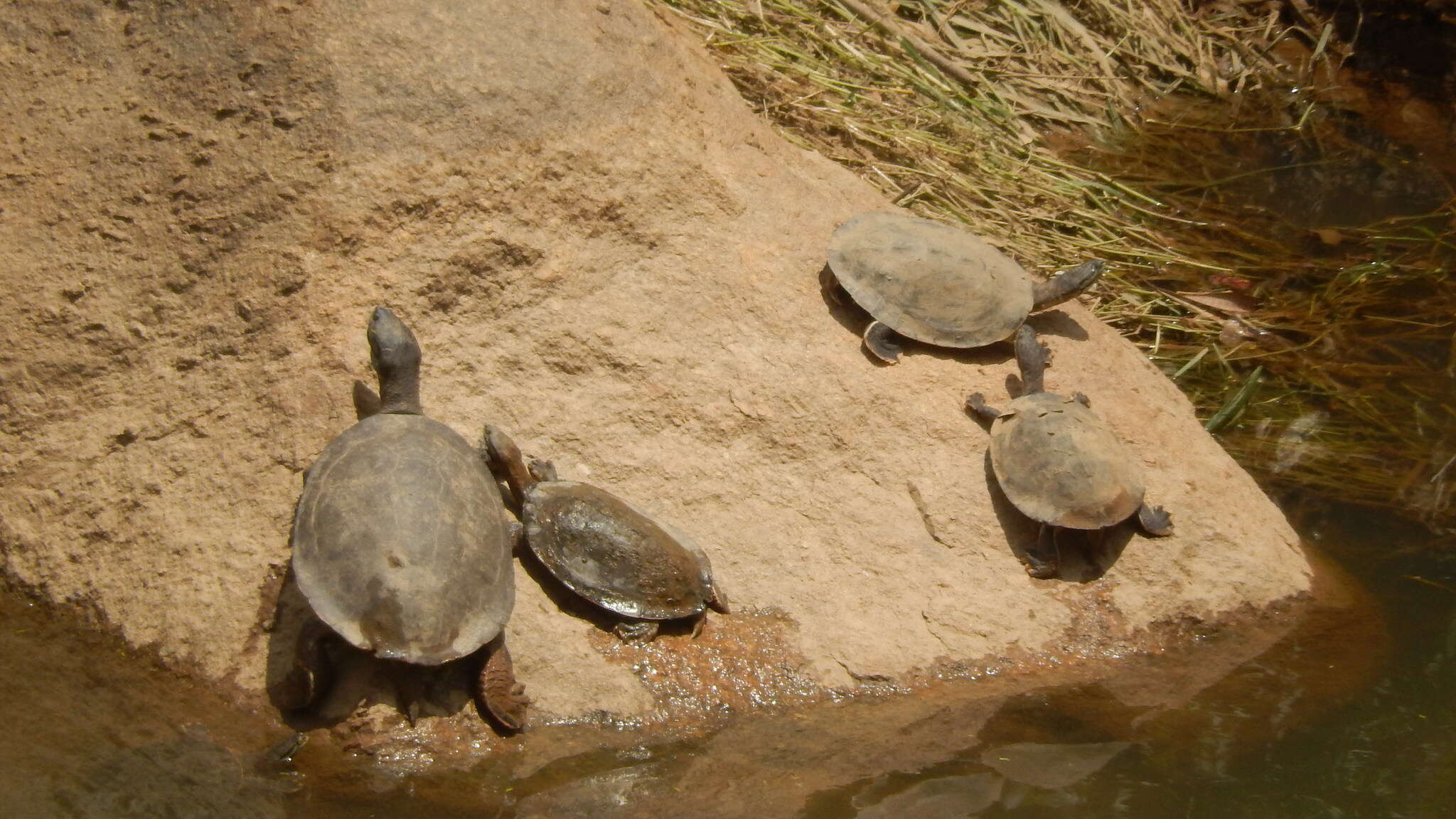 Image of Cotinga River Toadhead Turtle