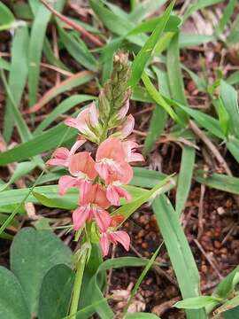 Image of Indigofera spicata var. spicata