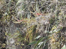 Imagem de Tillandsia copanensis Rauh & Rutschm.