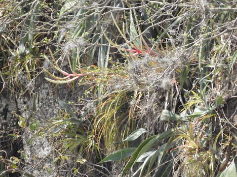 Image of Tillandsia copanensis Rauh & Rutschm.