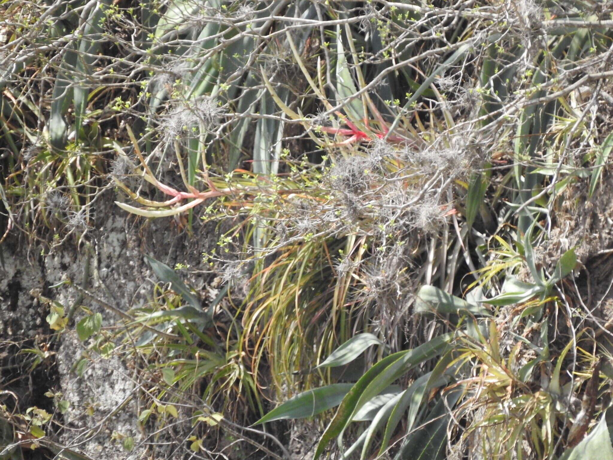 Image de Tillandsia copanensis Rauh & Rutschm.