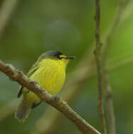 Image of Gray-headed Tody-Flycatcher