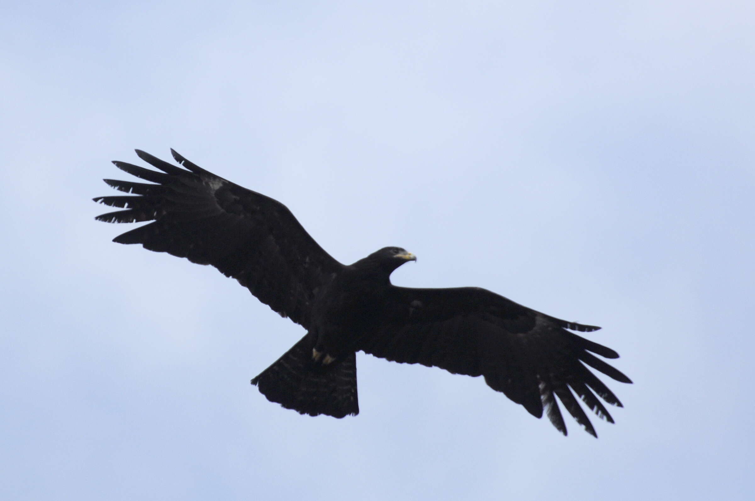 Image of Black Eagle