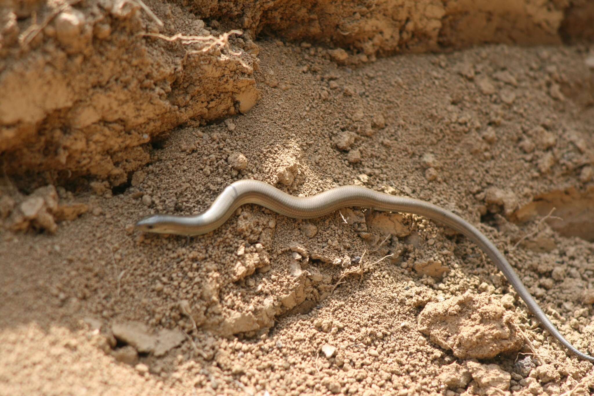 Chalcides chalcides (Linnaeus 1758) resmi