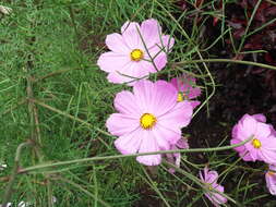 Image of garden cosmos