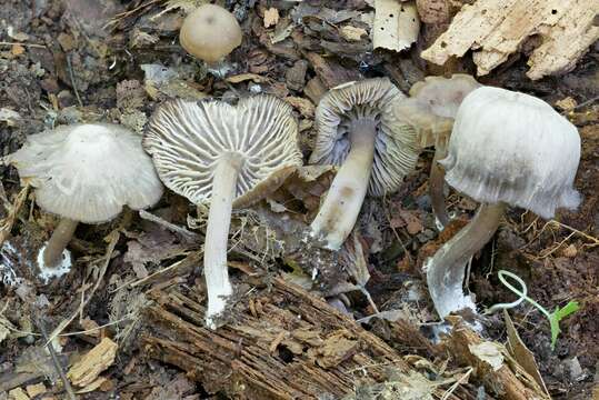 Image of Hygrocybe ovina (Bull.) Kühner 1926