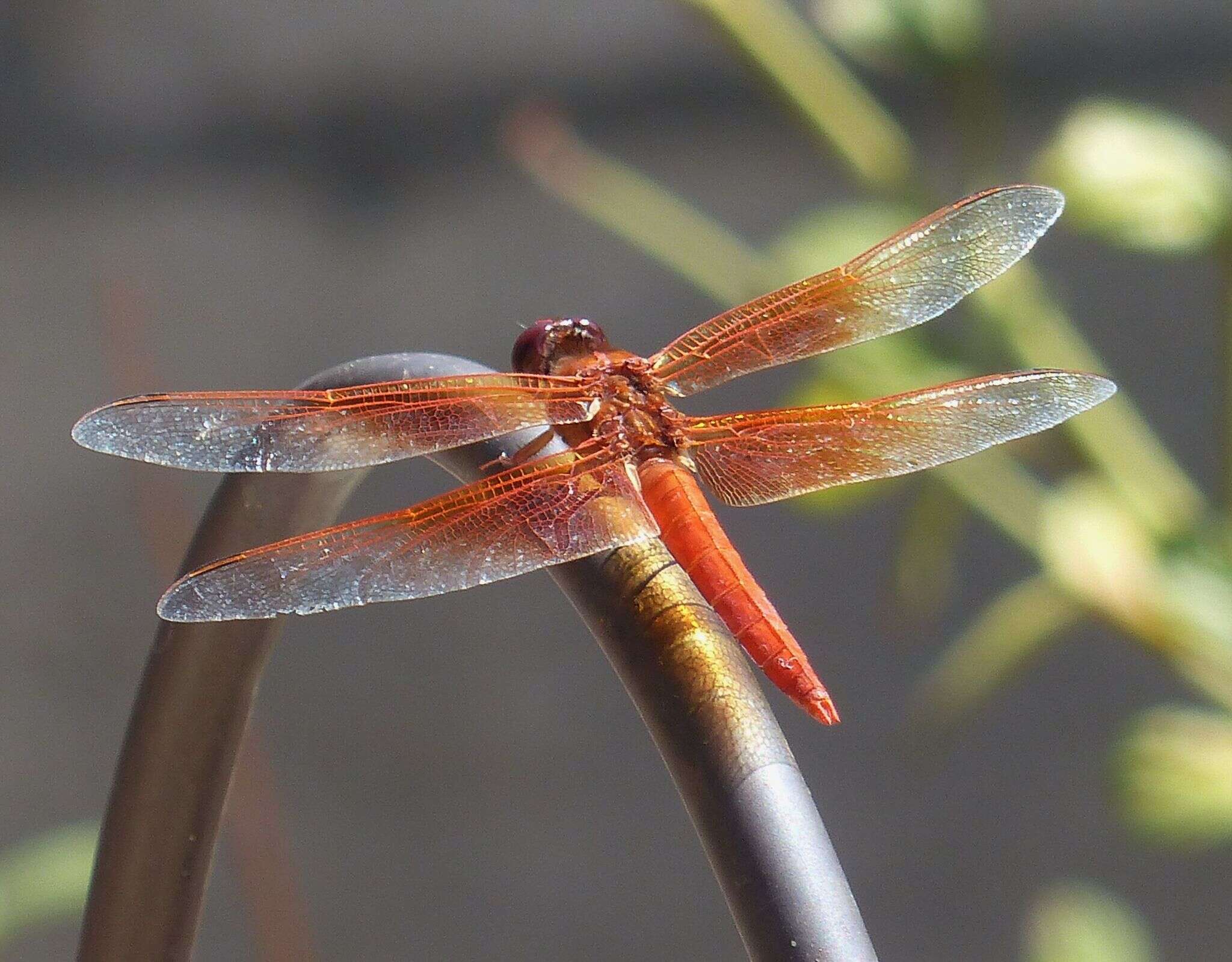 Image of Flame Skimmer