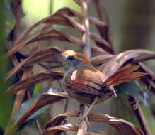 Image of Spinetails