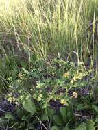 Image of mountain spurge