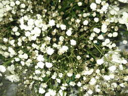 Image de Gypsophila paniculata L.