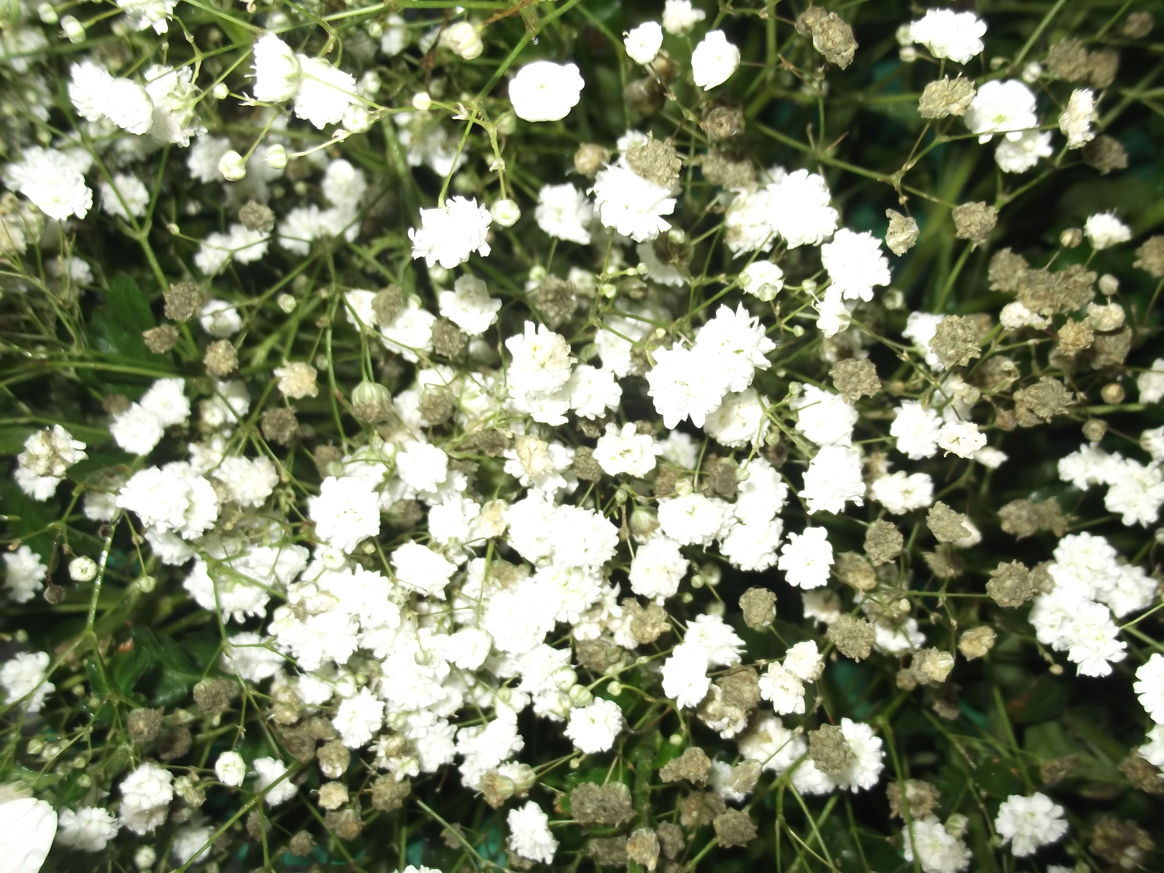 Image de Gypsophila paniculata L.