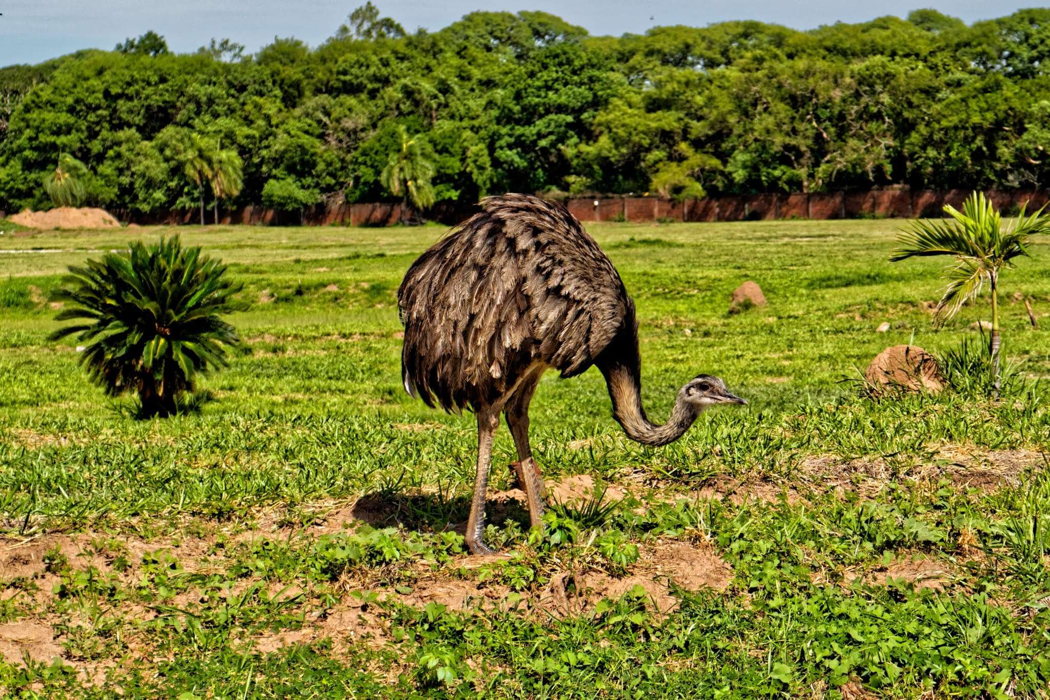 Image of Common Rhea