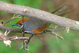 Image of Spinetails