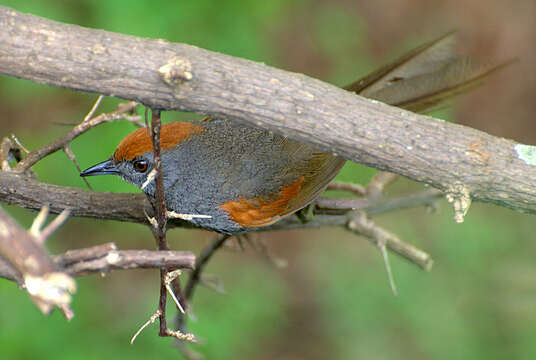 Image of Spinetails