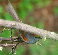 Image of Spinetails