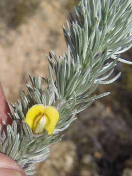 Image of Aspalathus setacea Eckl. & Zeyh.