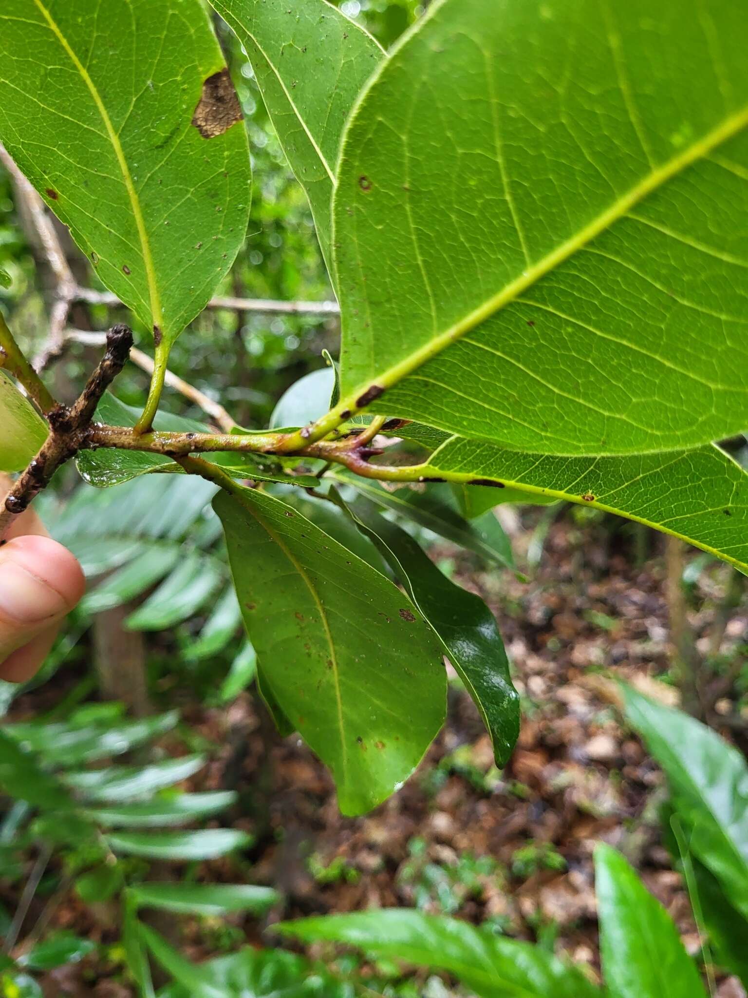 Image of Guapira domingensis (Heimerl) Alain