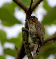 Image of Ochre-collared Piculet