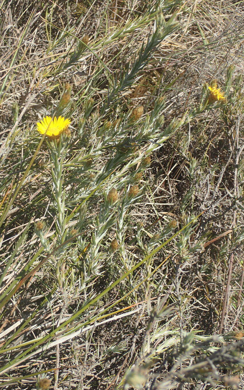 Image of Oedera pungens subsp. pungens