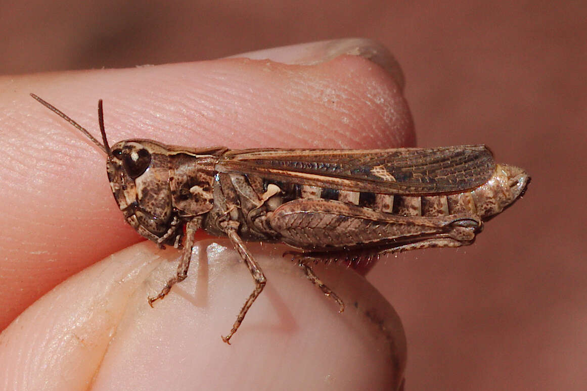 Image of Omocestus (Omocestus) petraeus (Brisout de Barneville 1856)