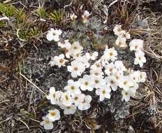 Imagem de Myosotis pulvinaris Hook. fil.