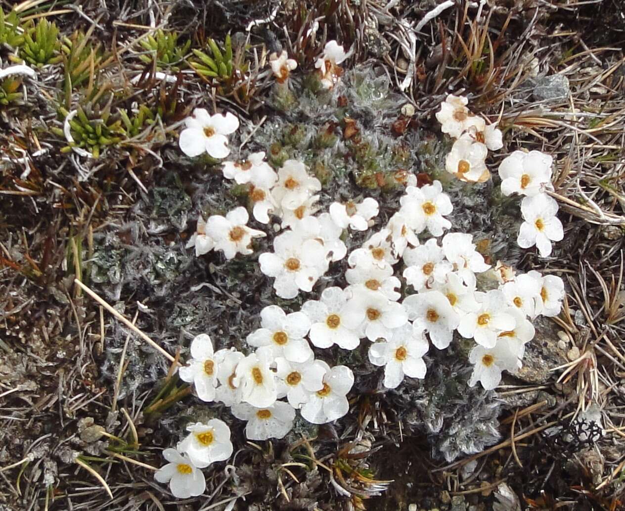 Image of Myosotis pulvinaris Hook. fil.