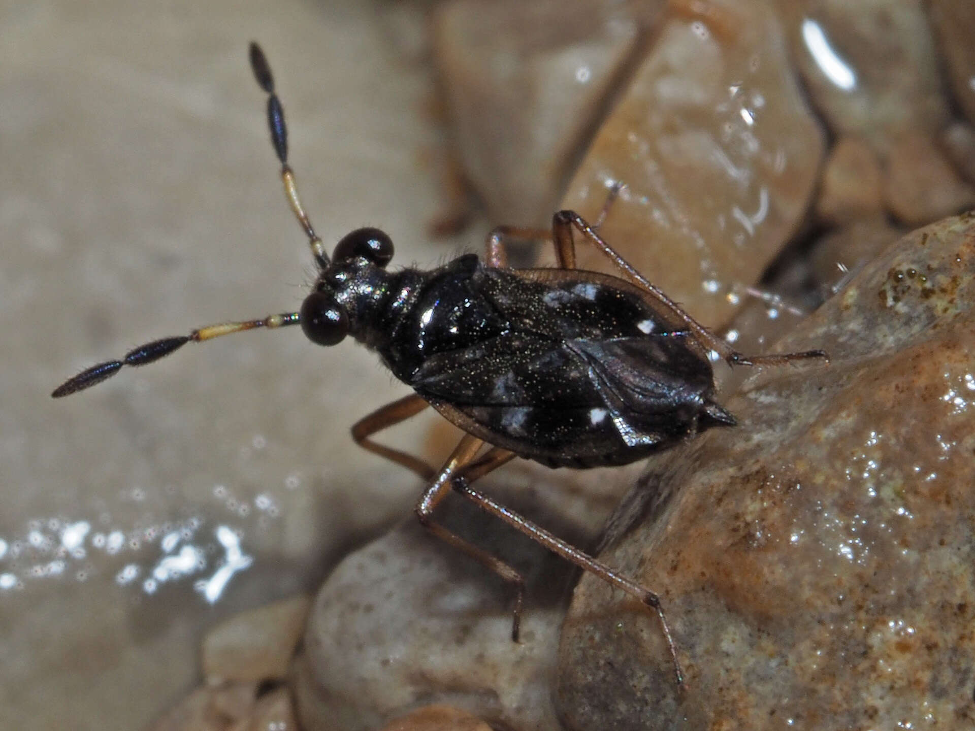 صورة Chartoscirta cocksii (Curtis 1835)