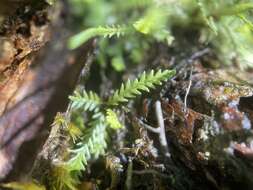 Image of toothed snailfern