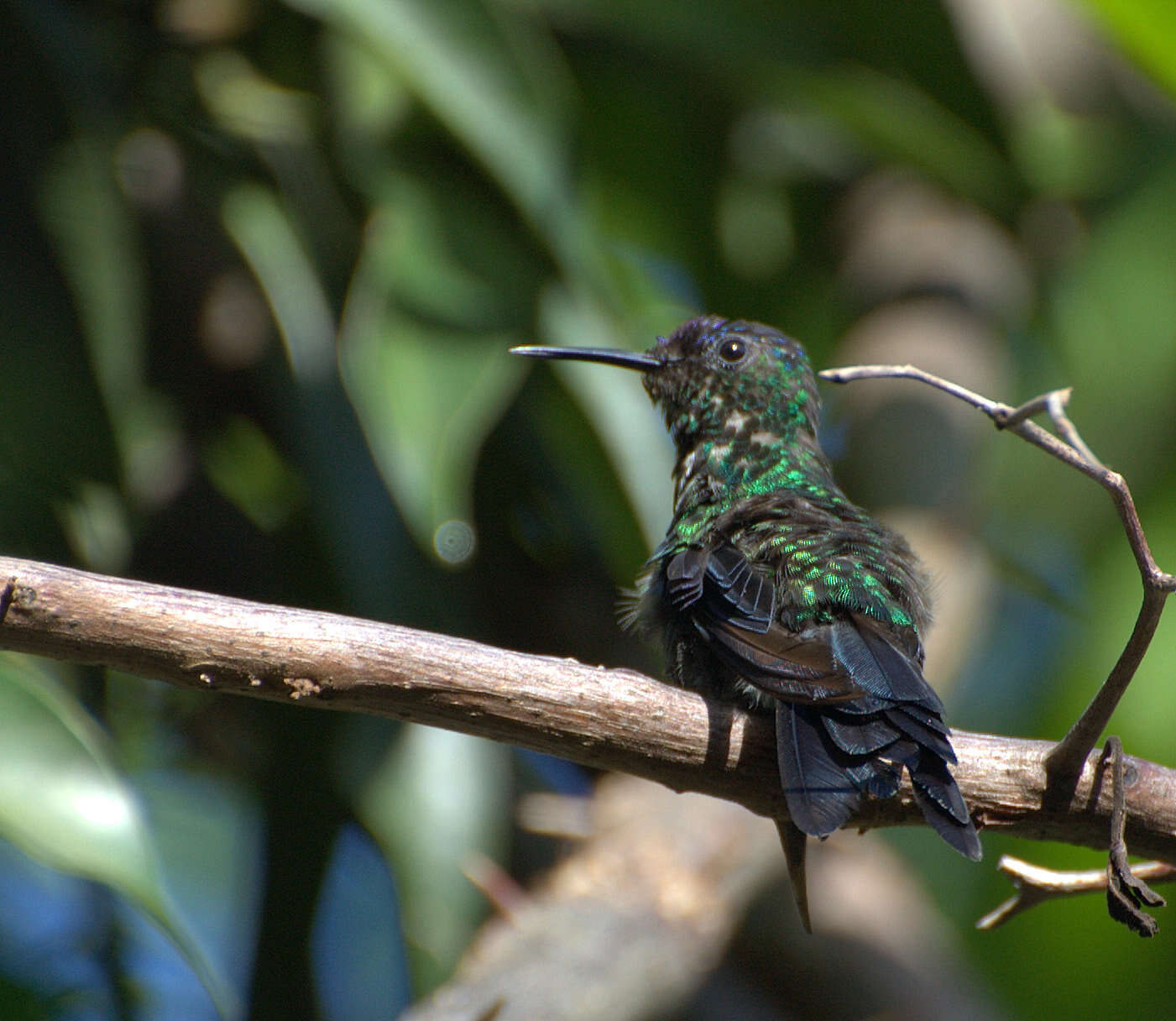 Image of Violet-capped Woodnymph