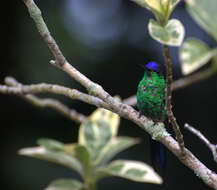 Image of Violet-capped Woodnymph