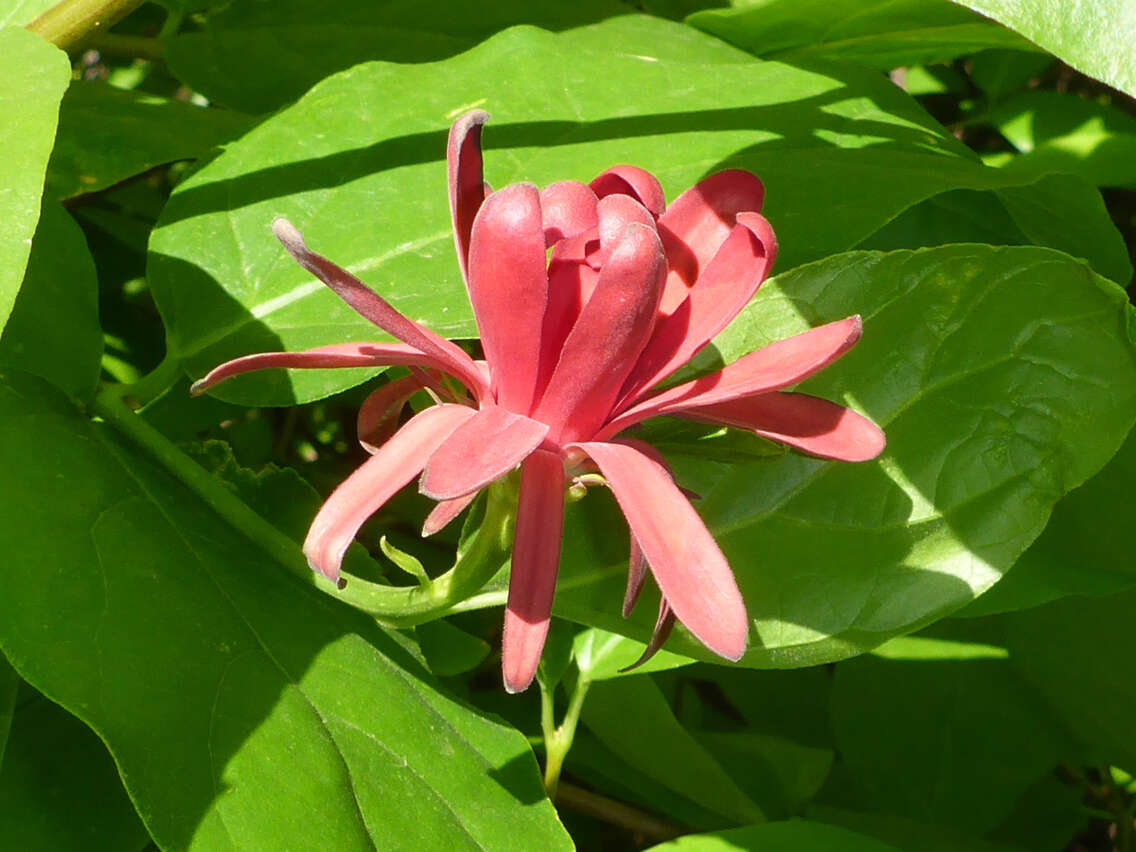 Image de Calycanthus occidentalis Hook. & Arn.